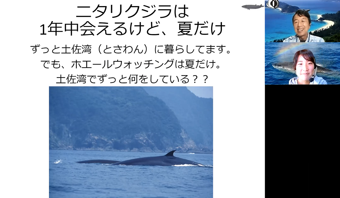 ICERCレクチャー「日本2大ヒゲクジラ ザトウクジラとニタリクジラを